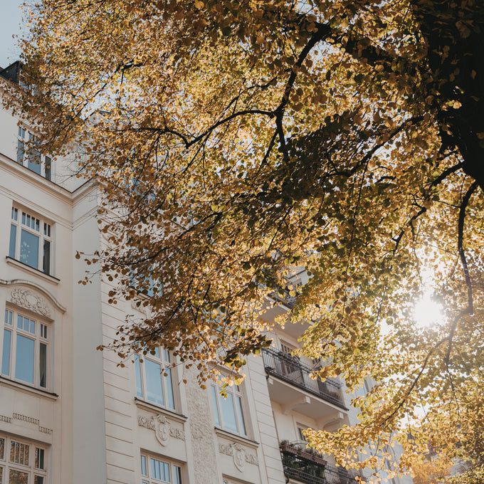 Fond d'écran de novembre