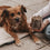 Vorratsglas Hund 19 cm