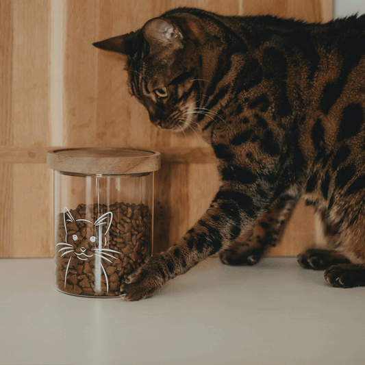 Mehrere Bilder in Abfolge: Getigerte Katze neben einem mit Trockenfutter gefüllten Vorratsglas mit Katzenmotiv und Holzdeckel.