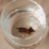 Blick von oben in ein transparentes Trinkglas mit brauner Dackelfigur am Glasboden auf hellem Holztisch.