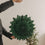 Grüne Papierschneeflocke 45 cm als hängende Weihnachtsdekoration neben Tannenbaum