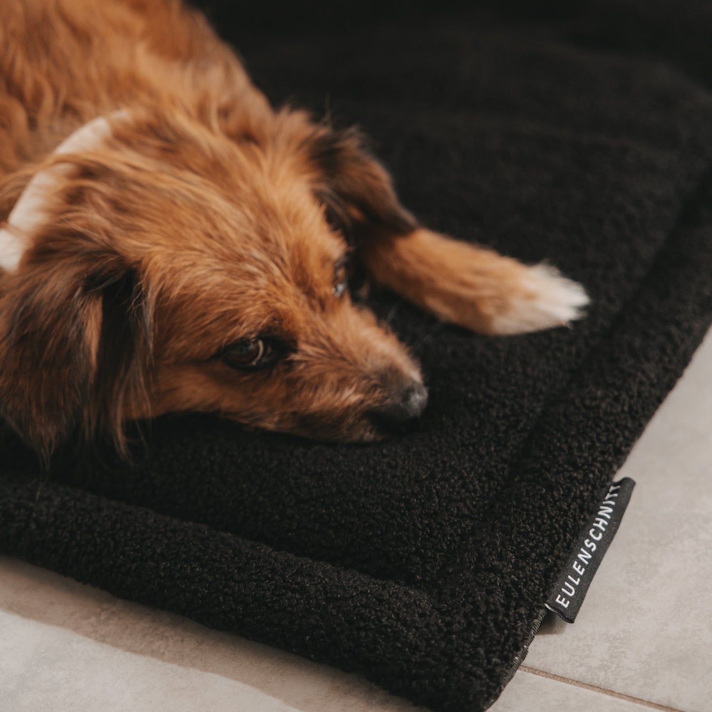 Nahaufnahme Hund auf schwarzer Hundedecke mit Eulenschnitt Label