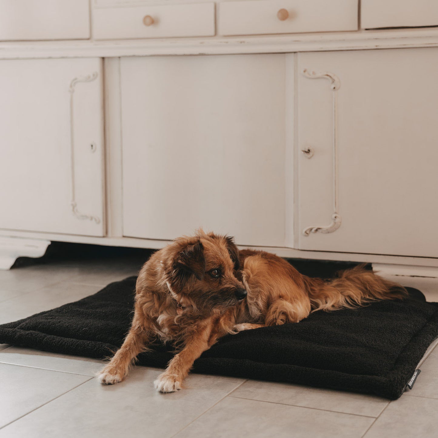 Kleiner Hund liegt entspannt auf schwarzer Hundedecke im Wohnbereich