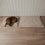 Zwei cremefarbene Hundedecken als gemütlicher Liegeplatz für Hunde