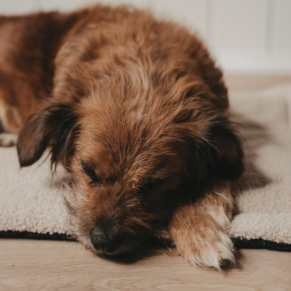 Nahaufnahme Hund auf weicher cremefarbener Hundedecke