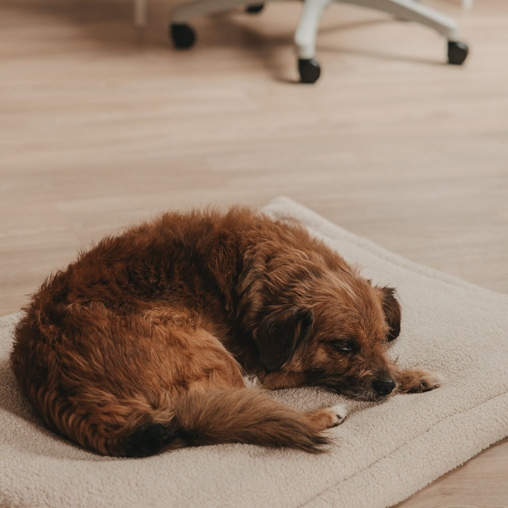 Hund ruht auf kuscheliger Hundedecke in Creme, gemütliche Schlafposition