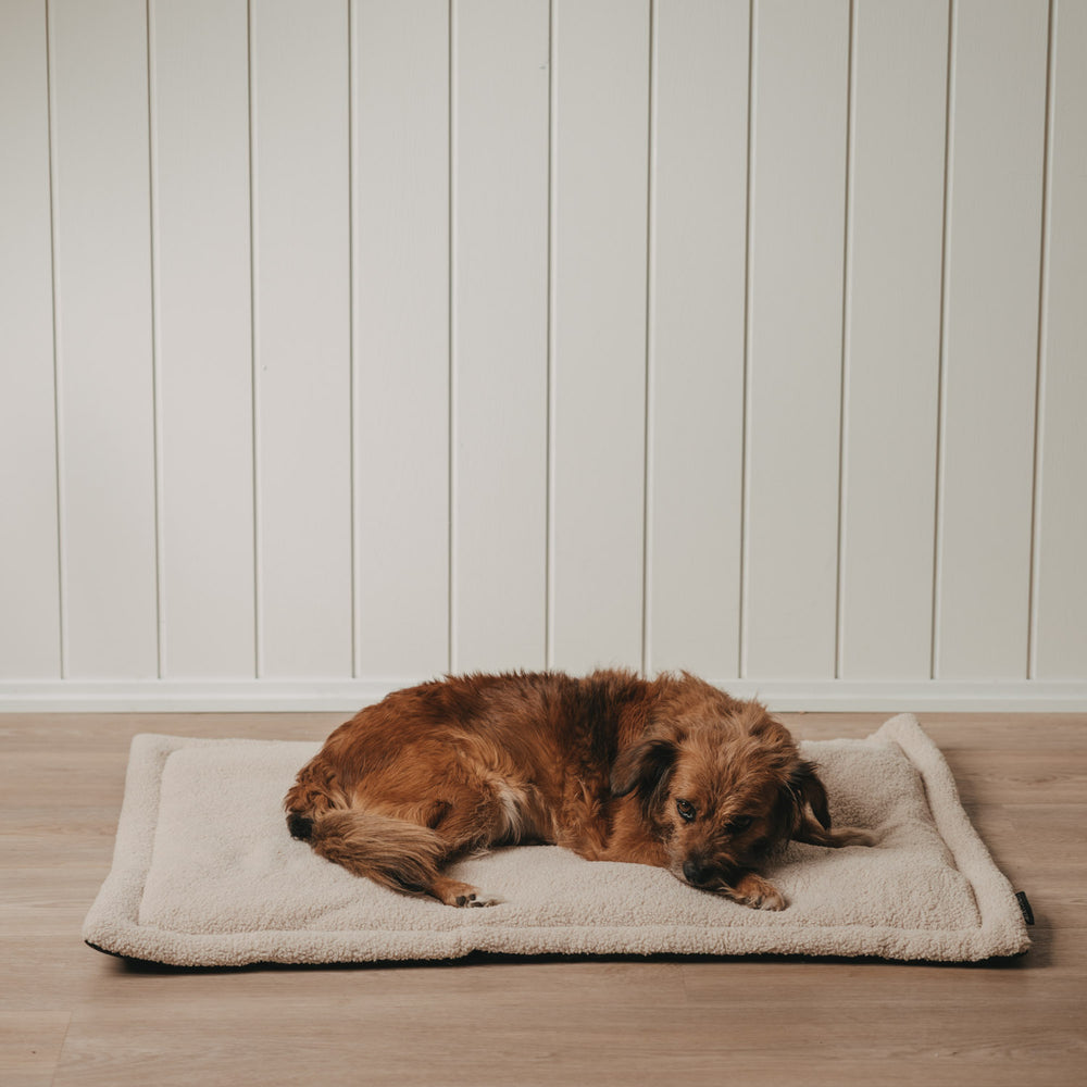 Hund liegt entspannt auf weicher Hundedecke in Creme im Wohnbereich